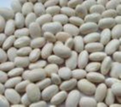 Kidney Bean Extract 